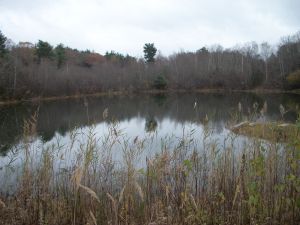 Fishing Pond-1